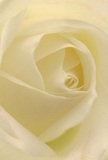 This image warmly invites you into the delicate centre of a cream-white rose, echoing the soft intimacy of gatherings in Dalston's favourite spots. The petals spiral open, light as air, catching the faintest dawn glow that peeks past local terraces. Ivory folds interlace seamlessly, their matte texture suggesting silk and calm-the gentle drama between shadow and light reminiscent of early walks along Shacklewell Lane. The mood is one of peace, quiet gratitude, and hopeful beginnings-a sentiment often felt in Dalston's parks or during moments of celebration with friends and family. The rose carries an understated fragrance, sweet and fleeting, like the memory of a favourite local song floating from a nearby shopfront. For residents and visitors alike, this flower is a pure symbol of reverence-perfect for honouring anniversaries, milestones, or expressing heartfelt sympathy within the community. In every swirl and shade, the artisan touch is evident; it's a tender testament to Dalston Florist's devotion to beauty, care, and genuine connection.